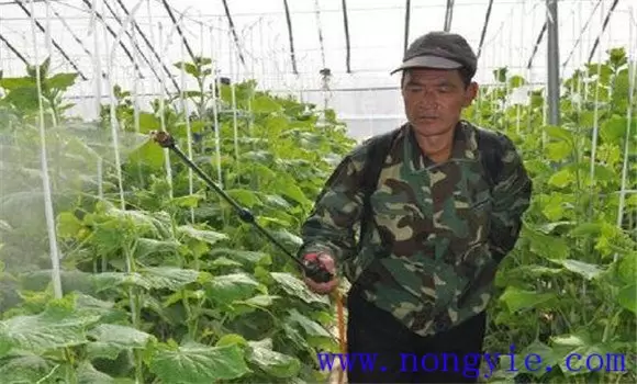 黄瓜白粉病发病原因、症状 黄瓜白粉病防治方法插图2