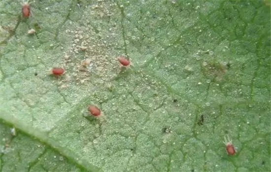 黄瓜病虫害防治：黄瓜霜霉病、白粉病、红蜘蛛插图2