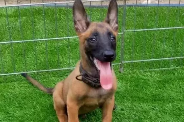 马犬幼犬如何喂养,婴儿期每天需要喂三次插图1 马犬幼犬如何喂养,婴儿期每天需要喂三次插图1