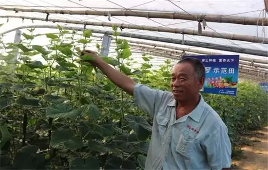 黄瓜栽培技术与管理:育苗、定植与管理插图2 黄瓜栽培技术与管理:育苗、定植与管理插图2