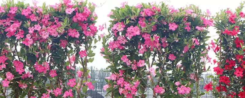 飘香藤寿命有几年插图