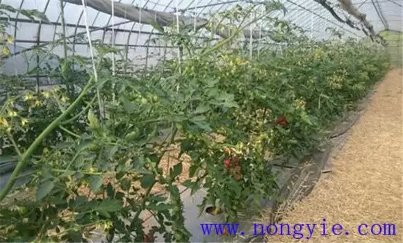 越冬茬番茄栽培技术要点介绍插图2 越冬茬番茄栽培技术要点介绍插图2
