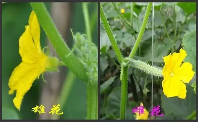 黄瓜有哪些生长调节剂 黄瓜如何使用生长调节剂插图2