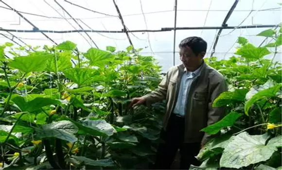 黄瓜栽培技术要点 黄瓜春季露地栽培方法插图