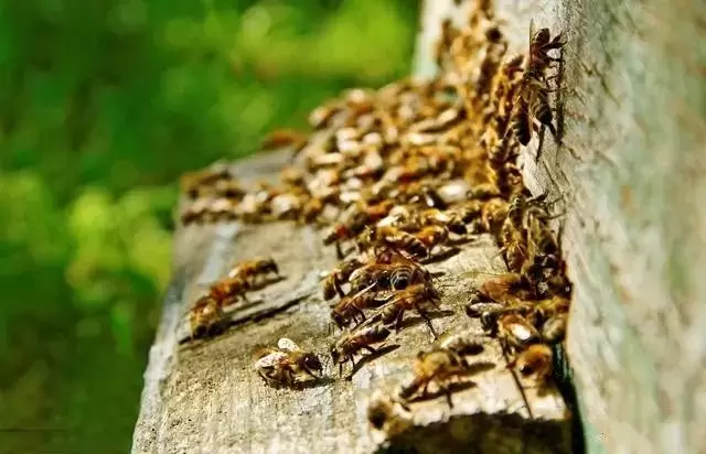 蜜蜂强盛时期我们该如何管理？来看看你都做对了吗？插图3