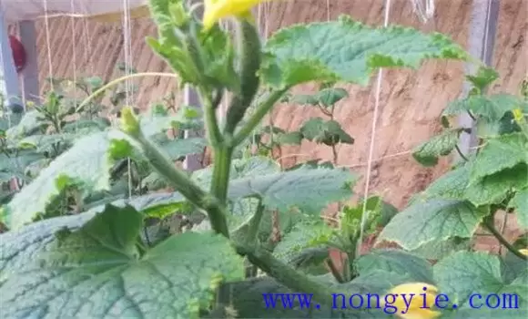 黄瓜瓜打顶是什么原因造成的 黄瓜瓜打顶怎么补插图1