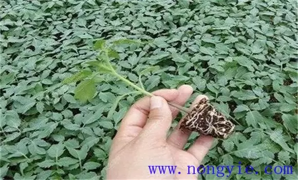 越冬茬番茄栽培技术要点介绍插图 越冬茬番茄栽培技术要点介绍插图