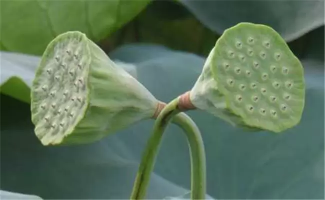 莲蓬是荷花的什么部分，莲蓬什么季节成熟插图