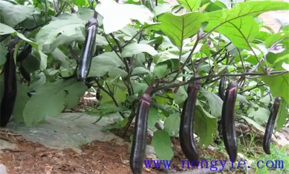 茄子高产栽培技术 怎样使茄子高产插图