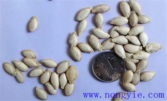 蜜本南瓜种植时间 蜜本南瓜什么时候种植插图1