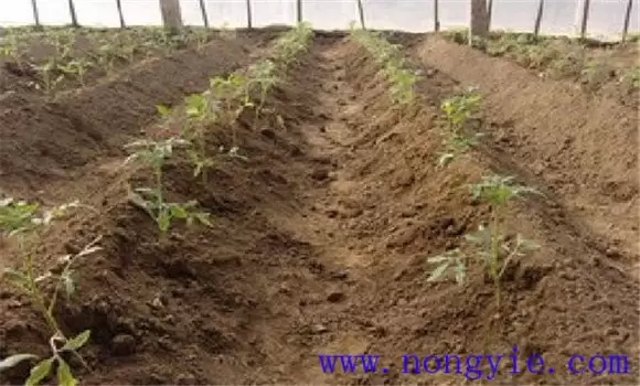 越冬茬番茄栽培技术要点介绍插图1 越冬茬番茄栽培技术要点介绍插图1