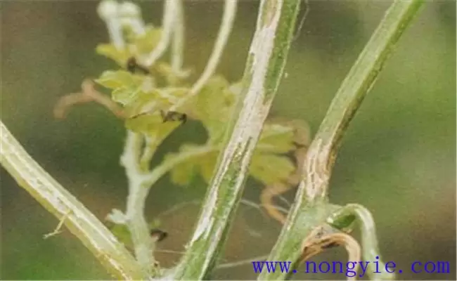 苦瓜蔓枯病有哪些症状？如何进行综合防治？插图1