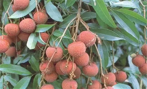 荔枝干腐病怎样治 荔枝干腐病的药物防治方法插图2