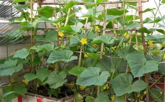 黄瓜只长秧不结瓜、只开花不结瓜是什么原因？插图1