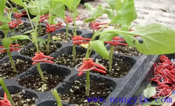 茄子嫁接育苗技术要点 茄子嫁接有何好处插图2 茄子嫁接育苗技术要点 茄子嫁接有何好处插图2