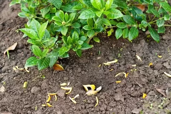 香蕉皮是属于氮肥还是钾肥插图1 香蕉皮是属于氮肥还是钾肥插图1