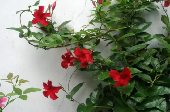 飘香藤寿命有几年插图2