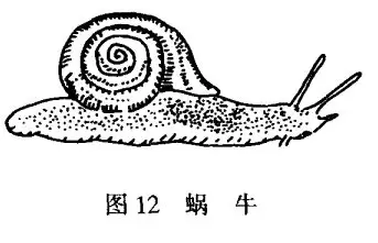 蜗牛需要什么样的生活环境插图