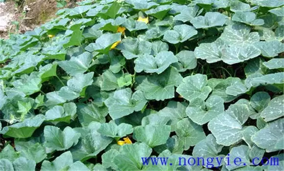 蜜本南瓜种植技术要点 蜜本南瓜的定植密度插图1