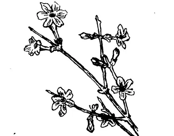 迎春花的药用价值及相关药方插图 迎春花的药用价值及相关药方插图