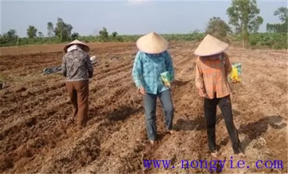 秋季西葫芦种植时间 秋季西葫芦种植技术和管理插图1