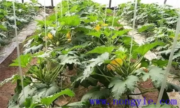 秋季西葫芦种植时间 秋季西葫芦种植技术和管理插图