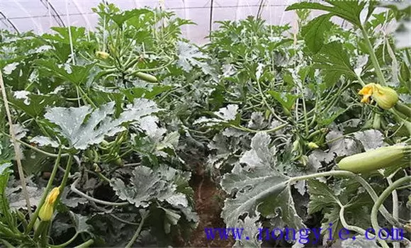 西葫芦白粉病的防治方法 西葫芦白粉病怎么治插图2