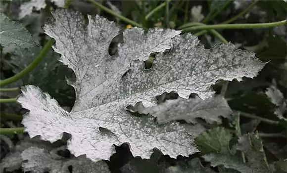 西葫芦白粉病的防治方法 西葫芦白粉病怎么治插图