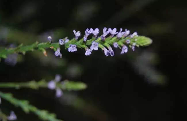 马鞭草有没有毒？插图