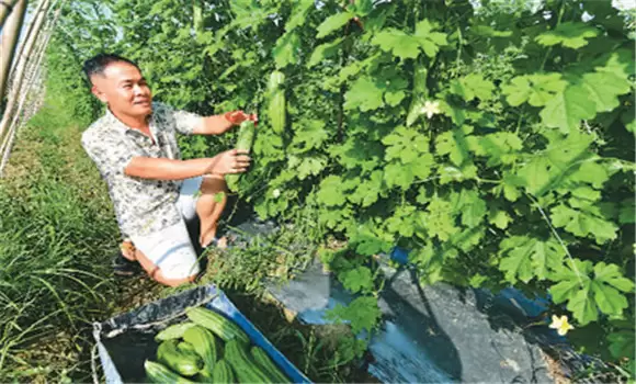 苦瓜种植技术与管理法？苦瓜该如何种植？插图2