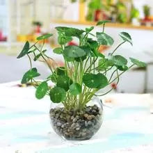 金钱草的功效与作用 金钱草的食用方法插图