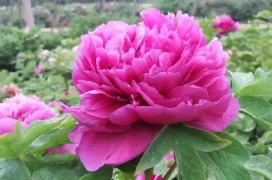 耐寒的室内花卉有哪些插图4 耐寒的室内花卉有哪些插图4