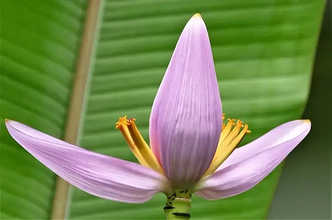 香蕉花和芭蕉花有哪些不同,香蕉花的功效与作用有哪些插图 香蕉花和芭蕉花有哪些不同,香蕉花的功效与作用有哪些插图