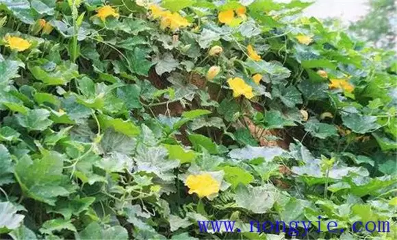 西葫芦种植季节 西葫芦在什么季节种植插图1