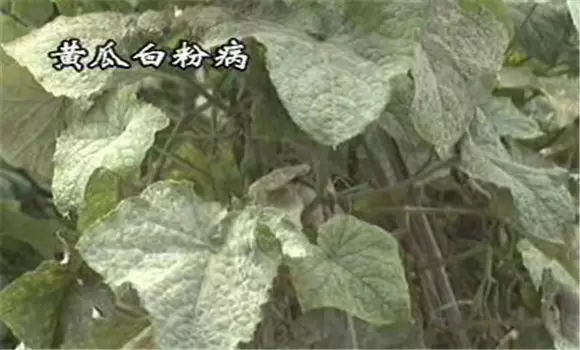 黄瓜白粉病用什么药及其综合防治技术插图