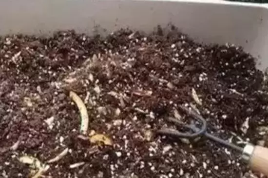 香蕉皮是属于氮肥还是钾肥插图2 香蕉皮是属于氮肥还是钾肥插图2