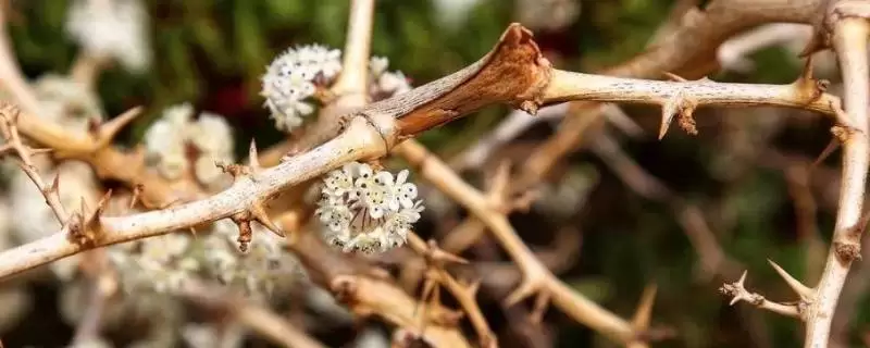 荆棘的养护方法是什么,需要充足的阳光来进行光合作用插图 荆棘的养护方法是什么,需要充足的阳光来进行光合作用插图