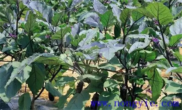 茄子双干整枝方法简介 为什么双干整枝能高产插图1