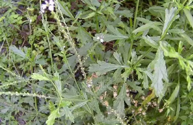 马鞭草的种植技术插图