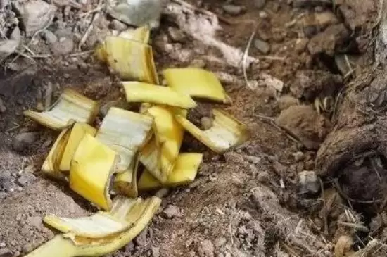 香蕉皮是属于氮肥还是钾肥插图3 香蕉皮是属于氮肥还是钾肥插图3