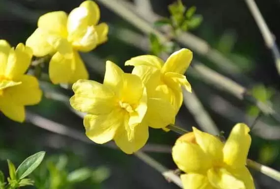 迎春花的特点有哪些?插图 迎春花的特点有哪些?插图