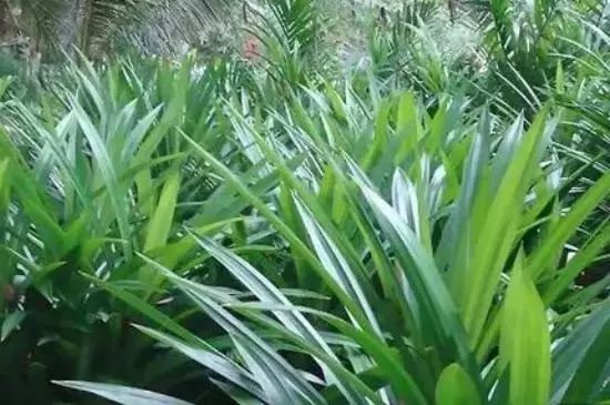 香兰叶的种植方法和注意事项插图1