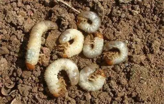茄子病虫害防治：茄子绵疫病、褐纹病、地老虎插图2