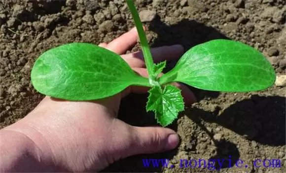 西葫芦种植管理技术及注意事项插图1