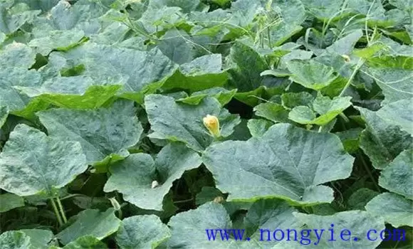 西葫芦白粉病的防治方法 西葫芦白粉病怎么治插图1
