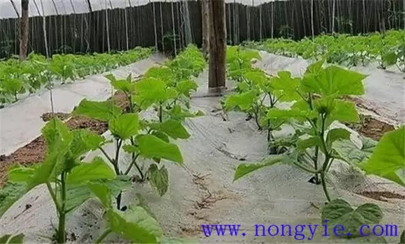 黄瓜苗什么时候育苗好 黄瓜苗怎么管理插图2 黄瓜苗什么时候育苗好 黄瓜苗怎么管理插图2