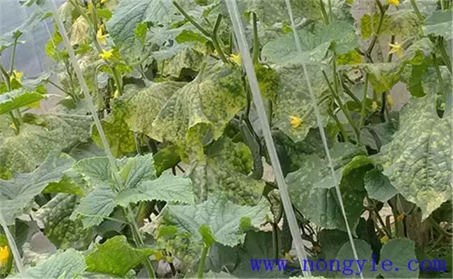 黄瓜靶斑病的危害症状、发病规律和防治方法插图2 黄瓜靶斑病的危害症状、发病规律和防治方法插图2
