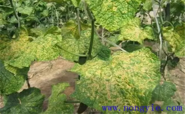 黄瓜靶斑病的危害症状、发病规律和防治方法插图1 黄瓜靶斑病的危害症状、发病规律和防治方法插图1