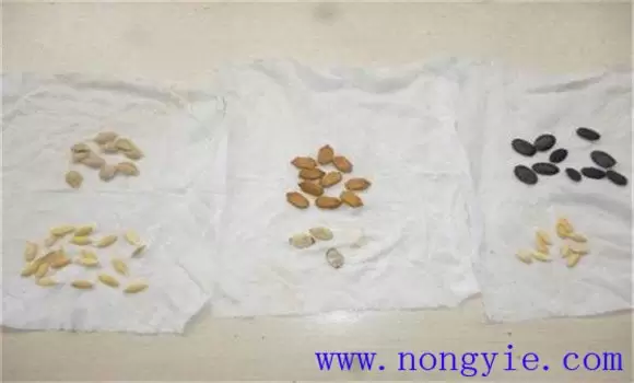 黄瓜苗什么时候育苗好 黄瓜苗怎么管理插图1 黄瓜苗什么时候育苗好 黄瓜苗怎么管理插图1