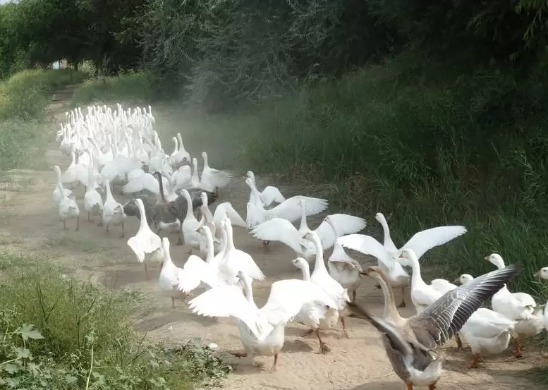 养殖的技术,与技巧 元老师随时在线插图3 养殖的技术,与技巧 元老师随时在线插图3